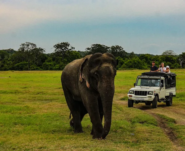 Sri Lanka Elephant Safari