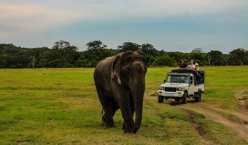 Sri Lankan wild elephant being photographed and watched by tourists in white safari vehicle in a wildlife reserve