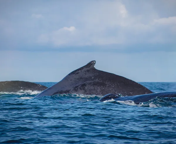 Whale Watching in Sri Lanka