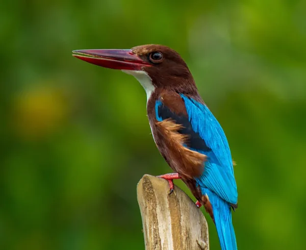 Bird Watching in Sri Lanka