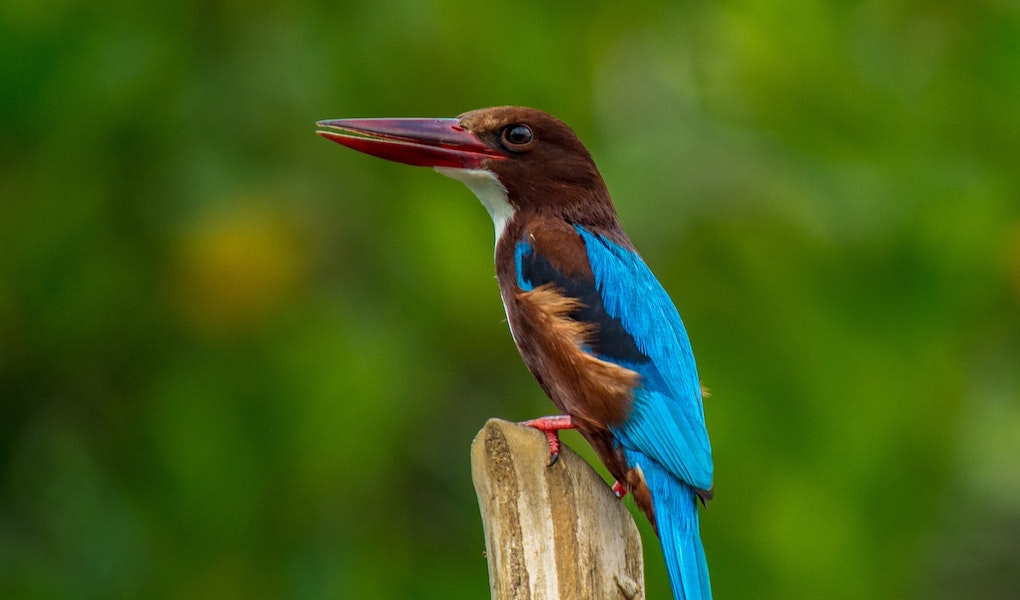 Bird Watching In Sri Lanka - Driving In Sri Lanka