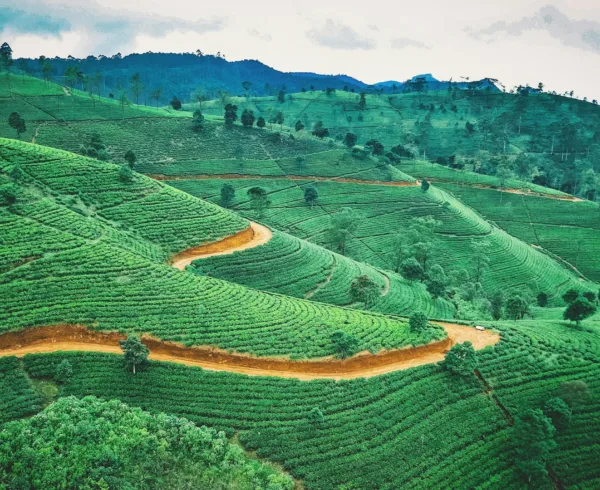 Sri Lankan Tea Plantation