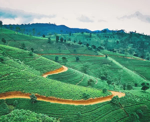 Nuwara Eliya