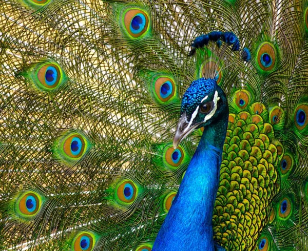 Hambantota Peacocks in Sri Lanka