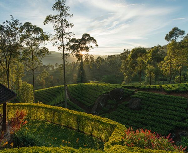 Pekoe Trail - The First Long-Distance Hiking Trail in Sri Lanka