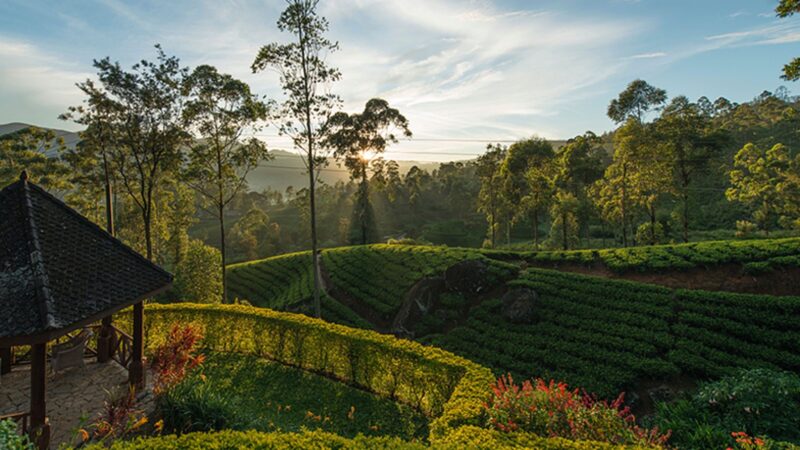 Pekoe Trail - The First Long-Distance Hiking Trail in Sri Lanka